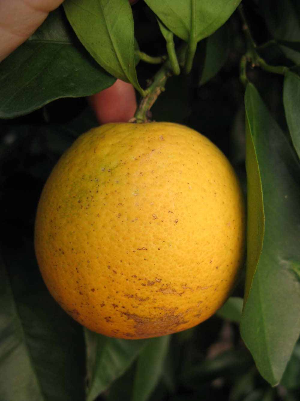           Fruit of  Citrus sinensis       (Moro, Winter   Haven, FL)   